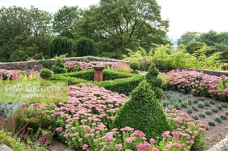 Terrace planted with box, Sedum 'Herbstfreude', Santolina and Lavandula angustifolia 'Hidcote' - Perrycroft, Upper Colwall, Herefordshire, UK