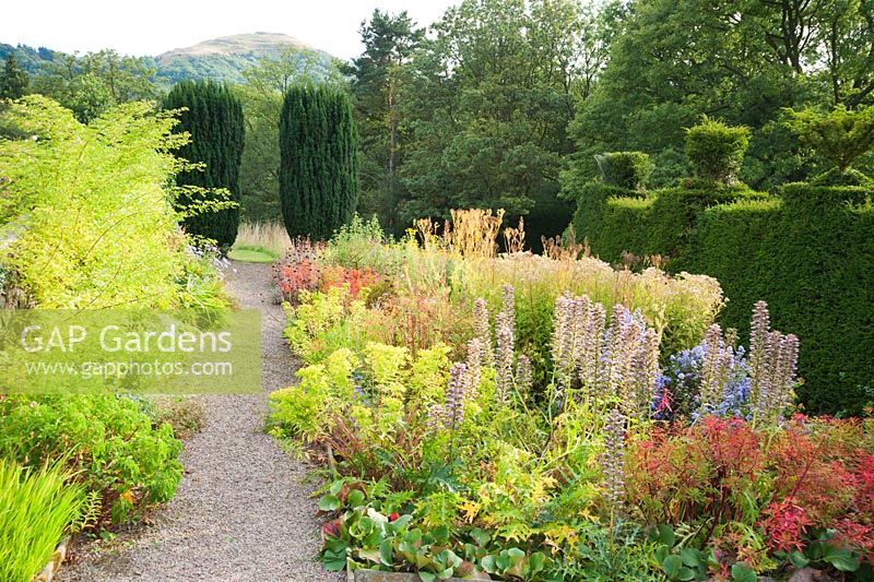 Path beside border of late summer perennials including Asters with Euphorbia and Phlomis, leads toward a pair of fastigiate yews framing a view to the British Camp, or Herefordshire Beacon - Perrycroft, Upper Colwall, Herefordshire, UK