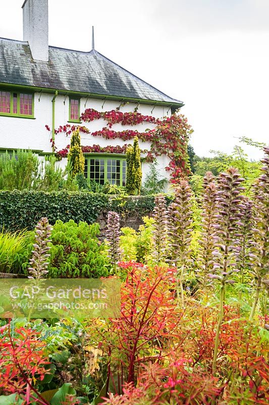 Colourful autumn border with euphorbia and acanthus with Vitis cognetiae trained around the corner of the house beyond. Perrycroft, Upper Colwall, Herefordshire, UK