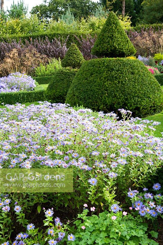 Sloping walled garden features topiary inspired by that at Lytes Carey in Somerset, with beds and path laid out to Voysey's original plan. Box edged beds are planted with asters, golden rod and deep red dahlias. Perrycroft, Upper Colwall, Herefordshire, UK