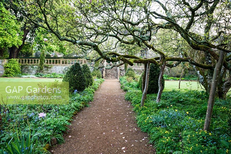 Path below spreading branches of Magnolia x soulangeana in the formal garden, with bluebells and clipped box. Wayford Manor, Wayford, Crewkerne, Somerset, UK