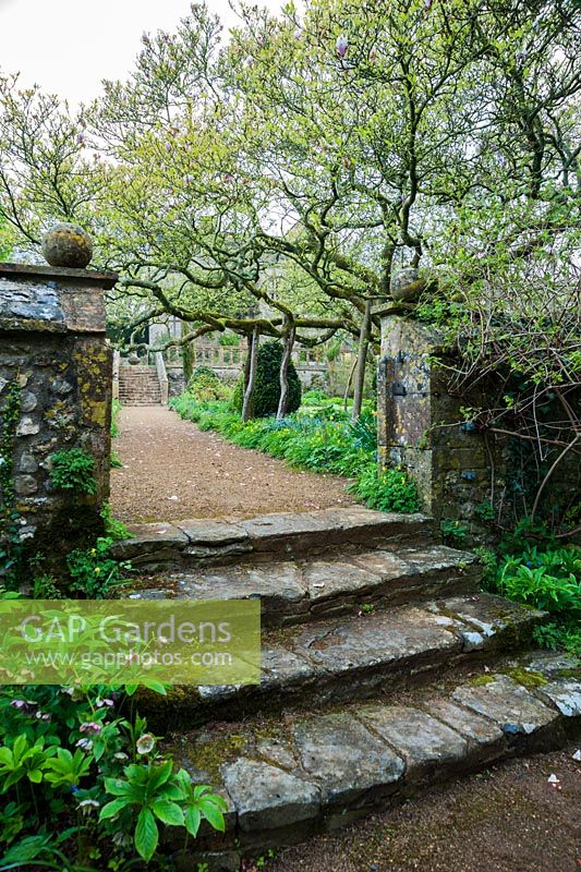 Steps lead down from the formal garden below spreading Magnolia x soulangeana into the woodland garden. Wayford Manor, Wayford, Crewkerne, Somerset, UK