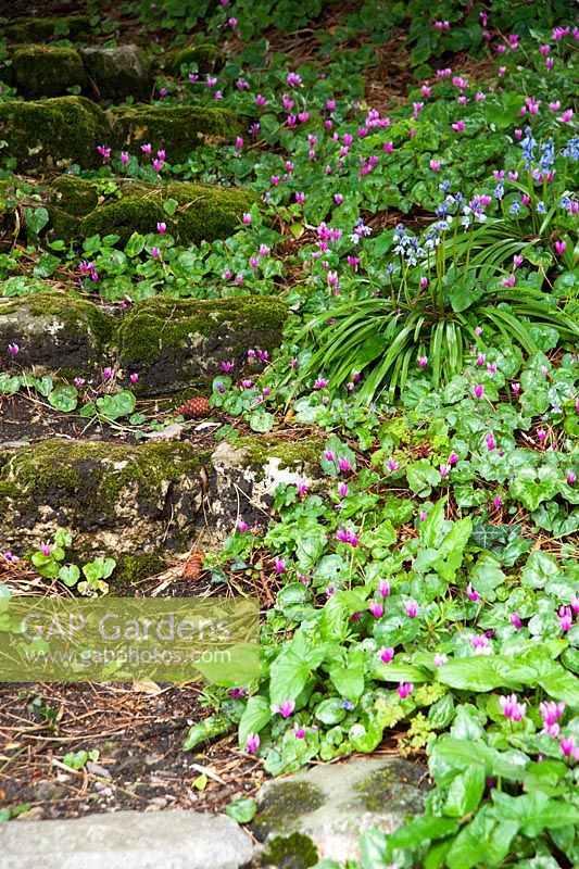 Naturalized cyclamen beside steps in the woodland garden. Wayford Manor, Wayford, Crewkerne, Somerset, UK