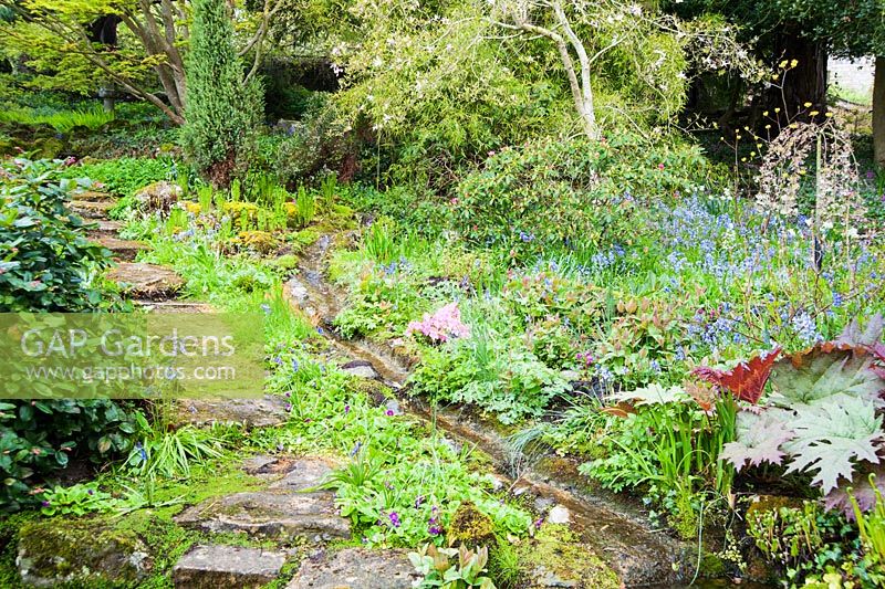 Informal rill channels water down through the woodland garden surrounded by Rheum palmatum, bluebells, ferns and azaleas. Wayford Manor, Wayford, Crewkerne, Somerset, UK