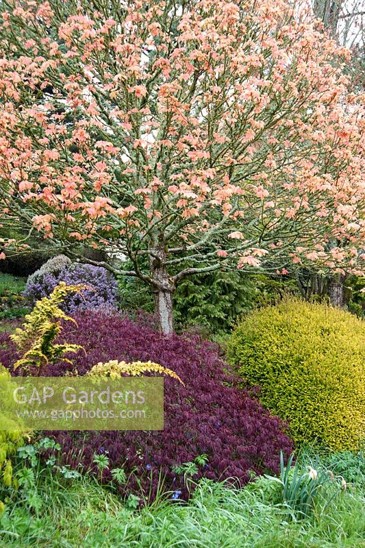 Acer pseudoplatanus 'Brilliantissimum' with acers in the woodland garden. Wayford Manor, Wayford, Crewkerne, Somerset, UK