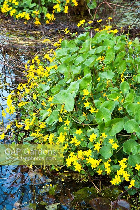 Marsh marigolds, Caltha palustris, in one of the garden's many spring-fed ponds. Wayford Manor, Wayford, Crewkerne, Somerset, UK