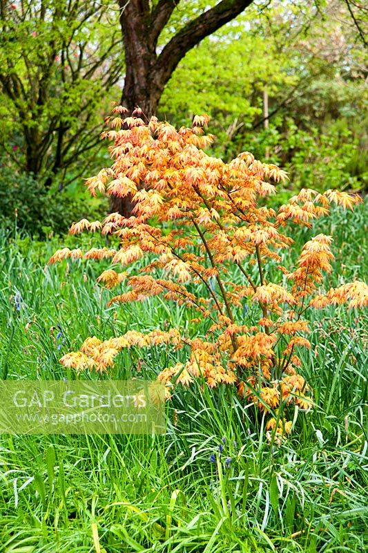 Acer palmatum 'Orange Dream' in the woodland garden. Wayford Manor, Wayford, Crewkerne, Somerset, UK