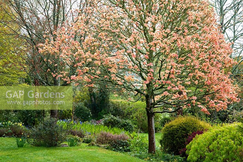 Acer pseudoplatanus 'Brilliantissimum' with acers in the woodland garden. Wayford Manor, Wayford, Crewkerne, Somerset, UK