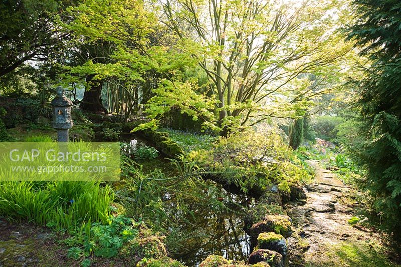 Small temple lantern surrounded by acers beside a small pond. Wayford Manor, Wayford, Crewkerne, Somerset, UK