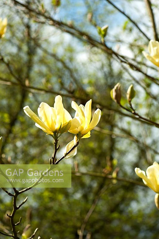 Magnolia denudata Yellow River 'Fei Huang'. Wayford Manor, Wayford, Crewkerne, Somerset, UK
