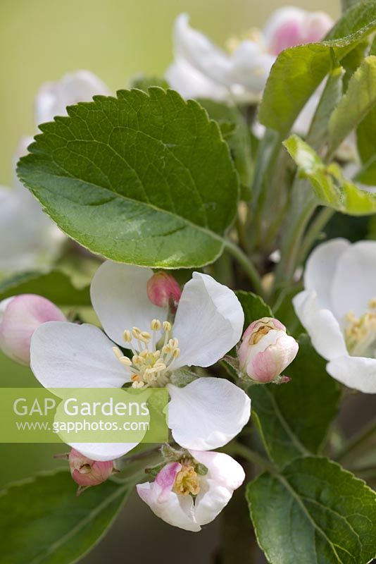 Malus 'Discovery' - Apple blossom