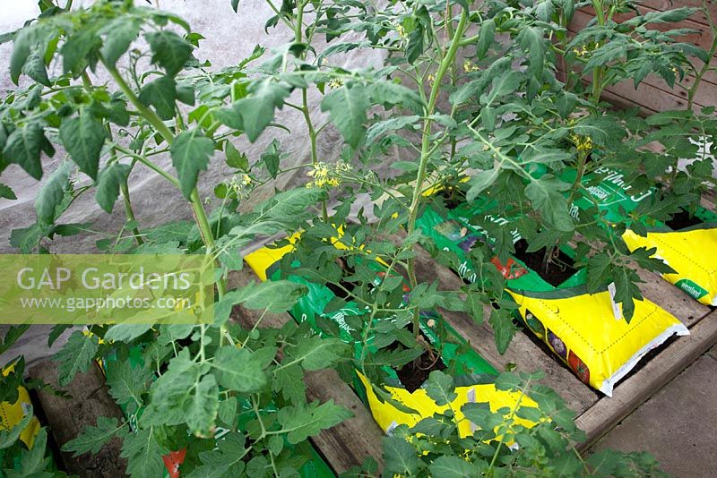 Tomatoes in grow bags inside greenhouse