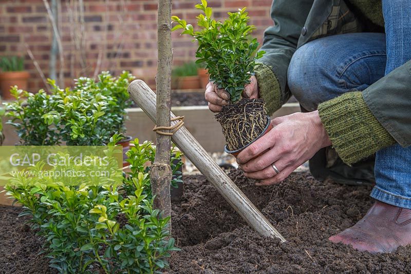 Underplanting newly planted Plum 'Victoria' with Buxus sempervirens