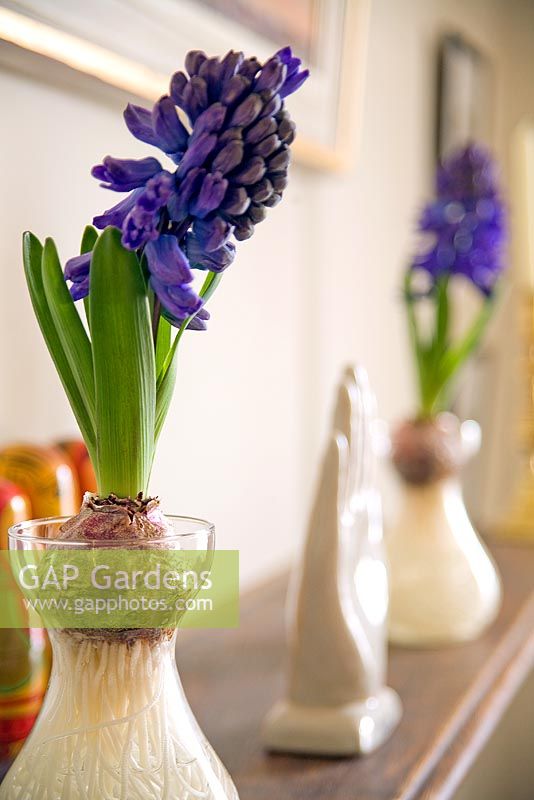Hyacinths grown in bulb jars