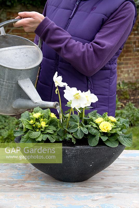 Planting a container for Mother's Day gift of White Helleborus and Double flowered Yellow Primula
