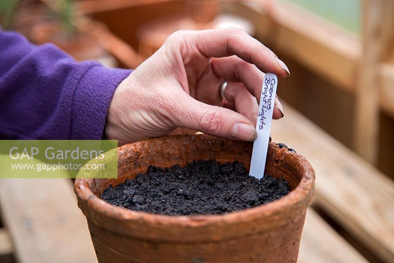 Step by Step planting Cosmos sulphureus 'Bright Lights' - Labeling