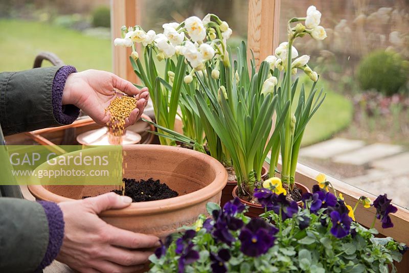 Step by Step container planting for Narcissus 'Bridal Crown' and Viola Panola series 'Halloween mix'