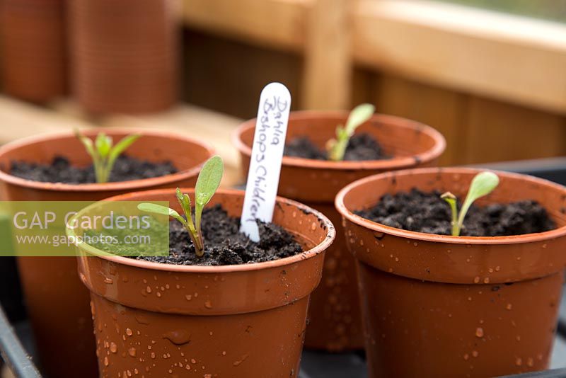 Step by Step pricking out of Dahlia 'Bishop's Children' to plastic containers
