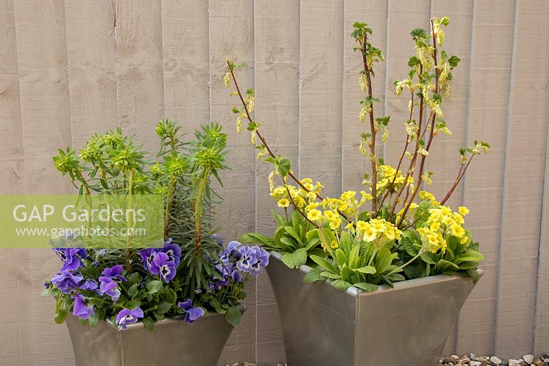 Container of Euphorbia characias 'Black Pearl' and Viola Panola series 'Marina' and container of Ribes sanguineum 'Elkington's White' and Primula veris 'Schlusselblume'