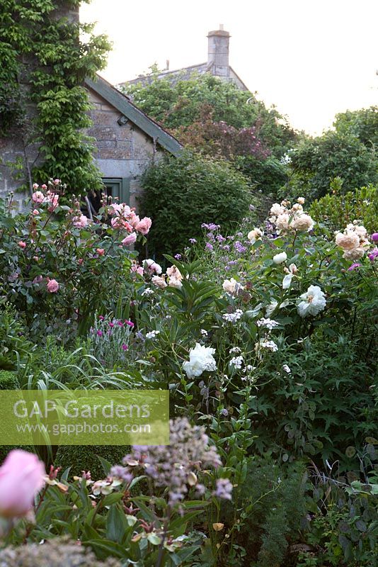 Cottage garden with roses, peonies and box topiary