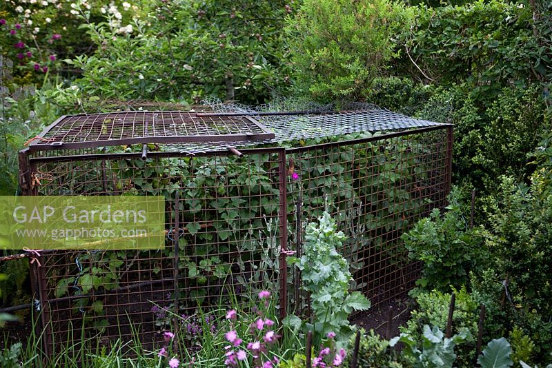 Old metal cage with black currants in a vegetable garden