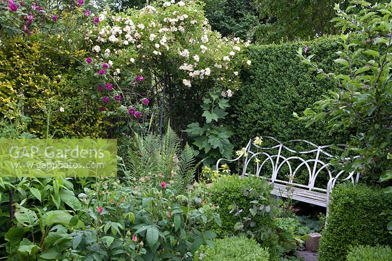Cottage garden in June with an iron bench, box hedge, rambling roses and an apple tree