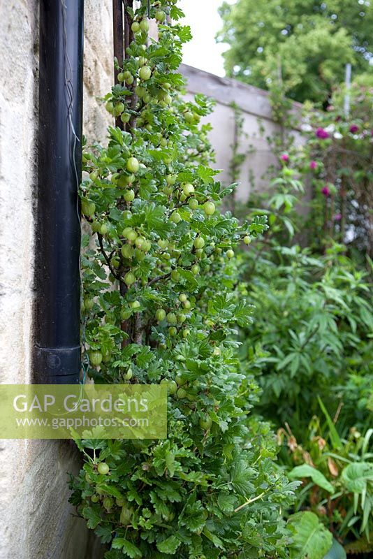 Gooseberries trained against wall