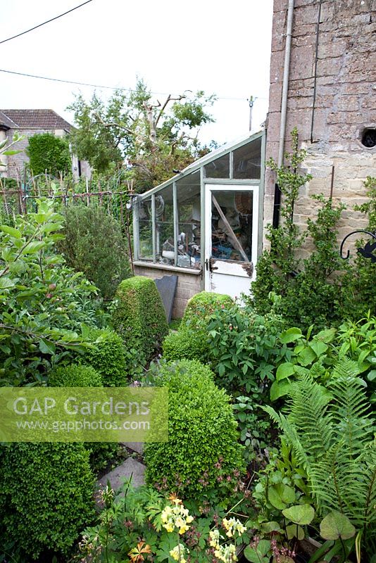 Cottage garden in June with box hedging, Buddleia, trellis, gooseberries, ferns and an apple tree