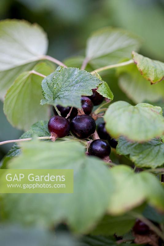 Ribes nigrum - Blackcurrants, June