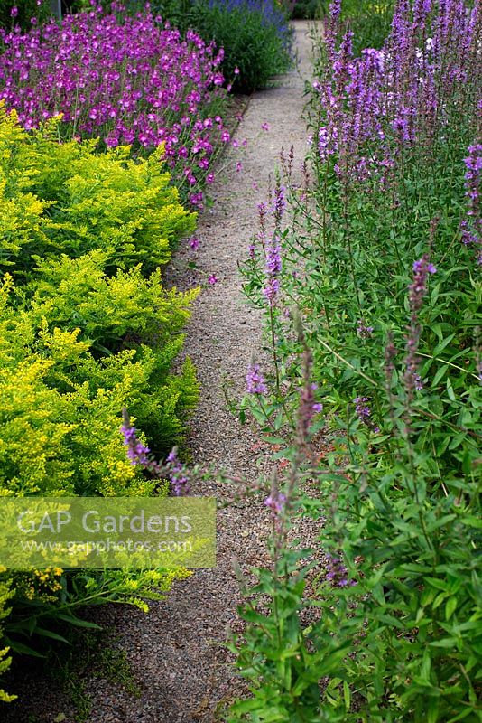 Gravel path leading through border of Lythrum salicaria, Solidago virgaurea, Sidalcea, Veronica longifolia