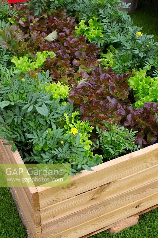 Tagetes and Lettuce in raised bed