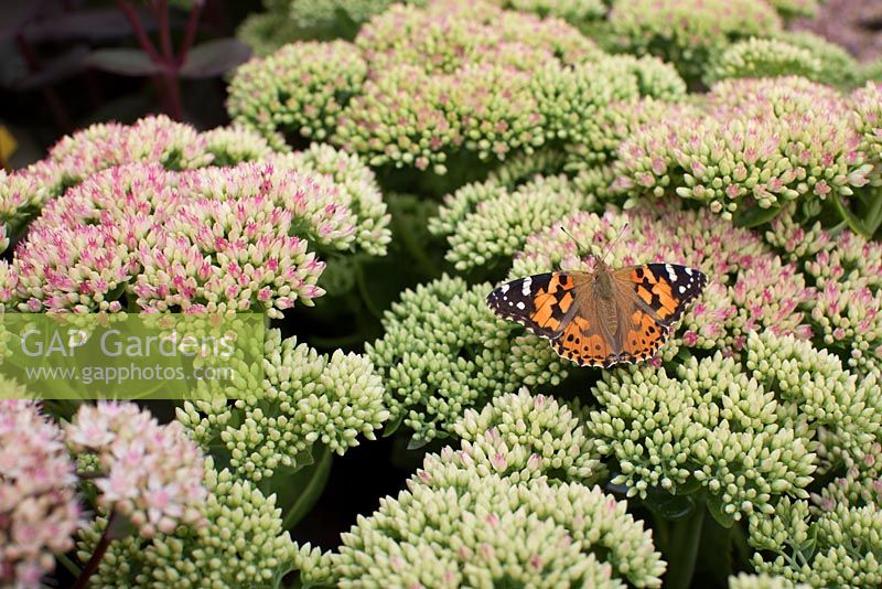 Aglais urticae - Small Tortoiseshell Butterfly on Sedum 'Herbstfreude' 
