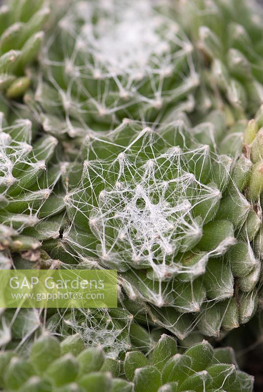 Sempervivum arachnoideum - Cobweb Houseleek