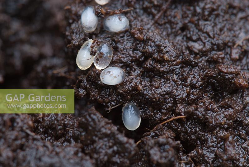 Slug eggs found in pot compost