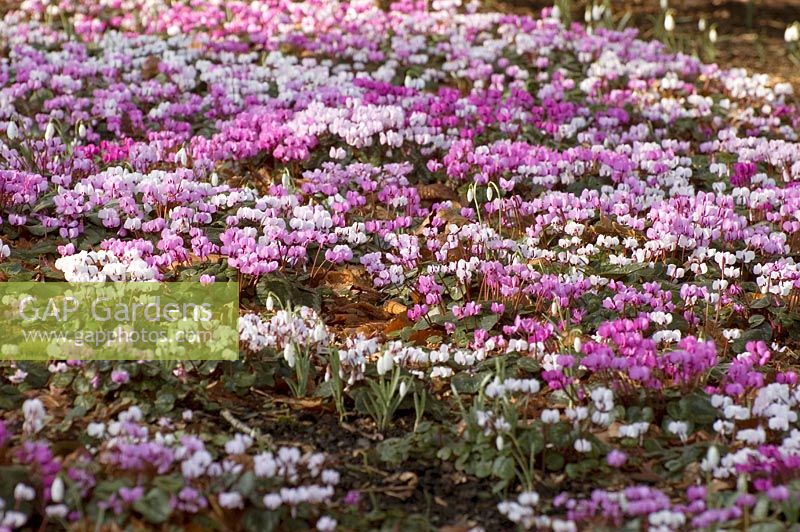 Cyclamen coum with Galanthus