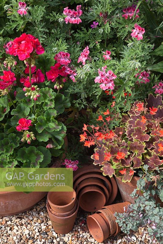 Terracotta pots filled with Pelargonium 'Foxy', 'Capricorn', Vancouver' ' - Gosselin Road