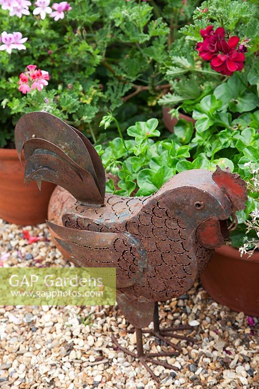 Rusty metal cockerel on gravel with pots of Pelargoniums  - Gosselin Road
 