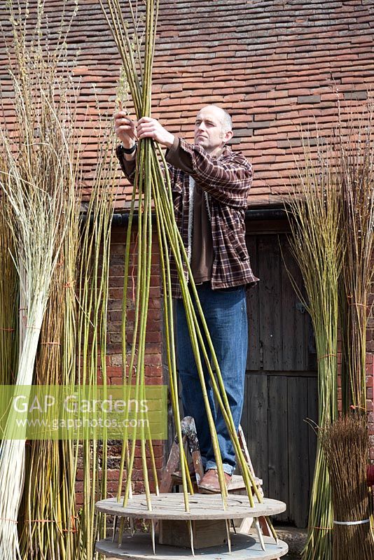 Weaver Dominic Parrette making a woven willow plant support - Sussex Willow