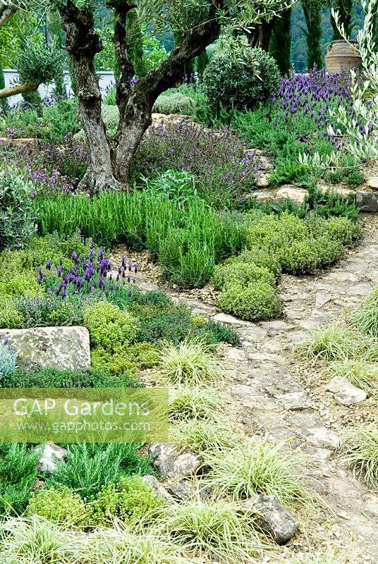 Rustic path leading through Olive grove with Lavender, grasses and mediterranean herbs alongside - 'Un Poco de Hogar (A Little Bit of Home)' Show Garden - RHS Malvern Spring Show 2012