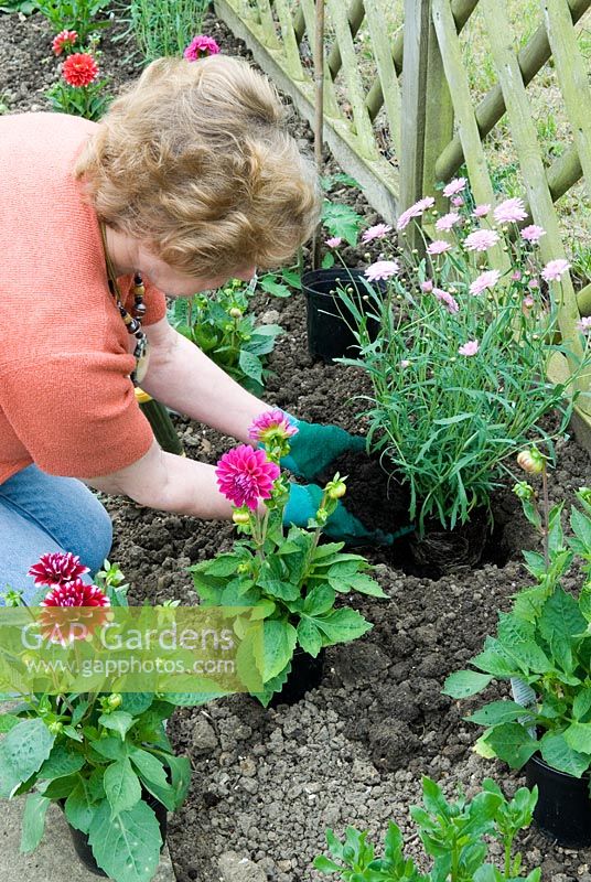 Woman planting out a new flower border with Dahlias and Argyranthemums, placing compost around existing root growth