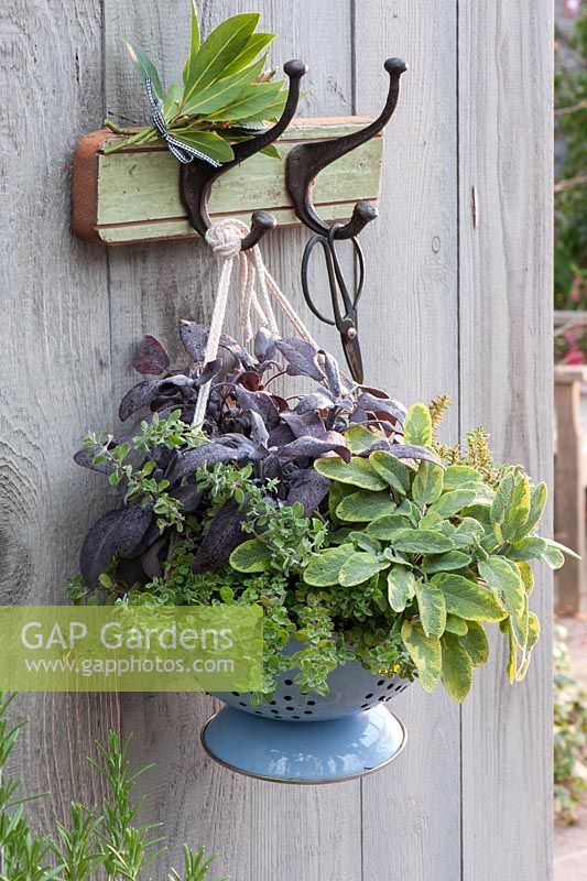 Colander planted with herbs - Oregano, Salvia Purpurascens, Salvia icterina and Thymus 'Golden King' hanging from hooks