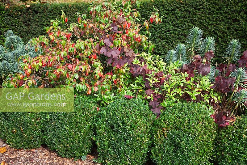 The knot garden - Vitis vinifera 'Purpurea' scrambling through Viburnum carlesii 'Aurora' and Euphorbia wulfenii behind Buxus ball hedge - Woodpeckers