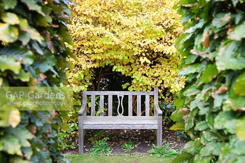 Wooden bench seen through Carpinus - Hornbeam hedge with yellow leaves of Cornus stolonifera - Woodpeckers
