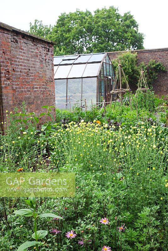 Cut flower beds and the greenhouse. Anthemis 'Sauce Hollandaise', Chrysanthemum 'Clara Curtis', Monarda 'Jacob Kline' - Dark Star Plants