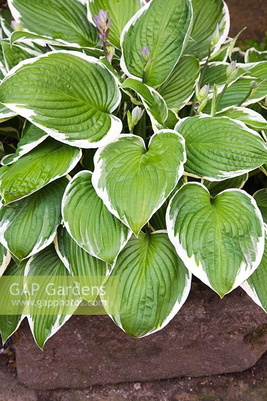 Hosta fortunei 'Francee' in old stone trough