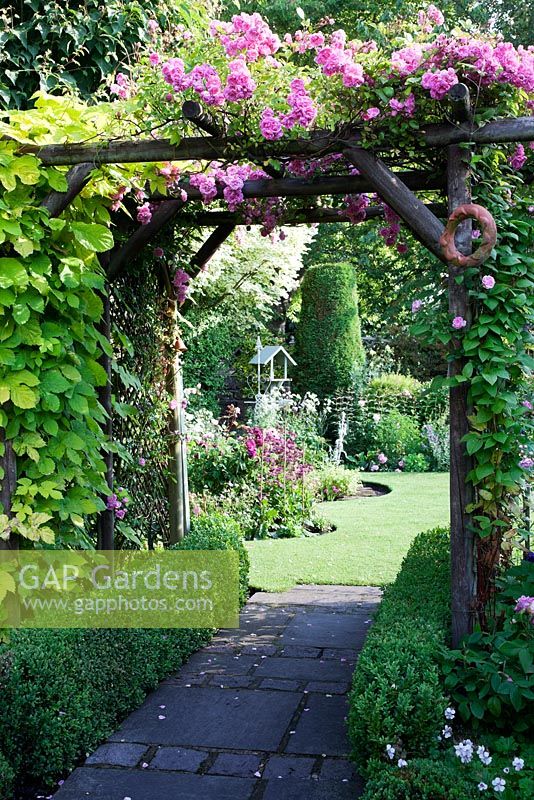 Arch covered in Rosa 'Super Fairy', Clematis 'Josephine' and Humulus lupulus 'Aureus' with Buxus edged beds and Buxus balls - Golden Hop - Garden Neighbours