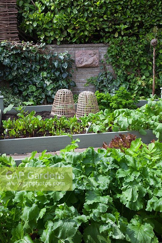 Small vegetable garden with painted raised beds, filled with parsnips, turnips, Lollo Rosso, Parsley, Beetroot and Radish. Wicker cloches over Brassicas. Garden Neighbours
