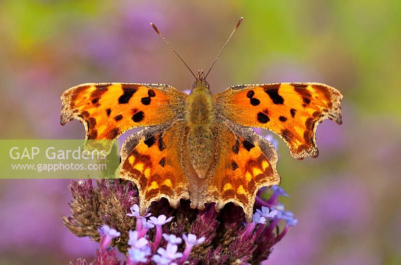 Comma Butterfly (Polygonia c-album) on Verbena bonariensis.