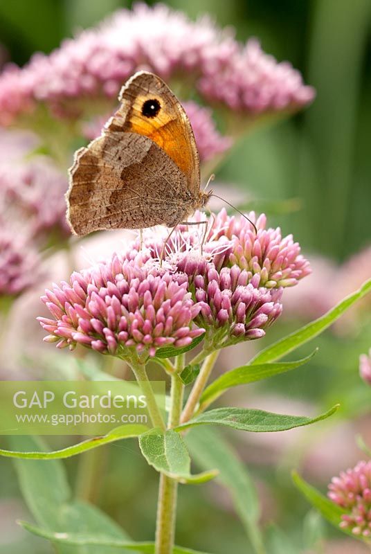 Maniola jurtina - Meadow Brown Butterfly feeding on  Eupatorium canabinum Flore Pleno - Hemp Agrimony