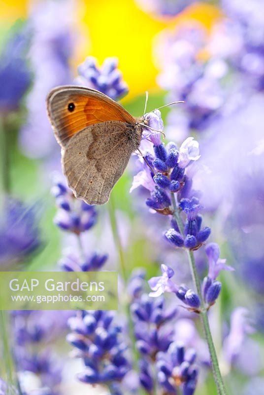 Maniola jurtina - Meadow Brown Butterfly feeding on  Lavandula sp - Lavender